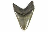 Serrated, Fossil Megalodon Tooth - Georgia #107275-2
